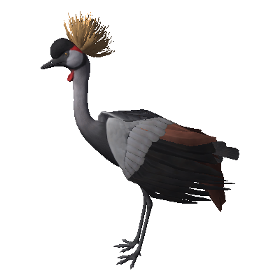 Grey Crowned Crane (Balearica regulorum).png