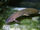 Lungfish
