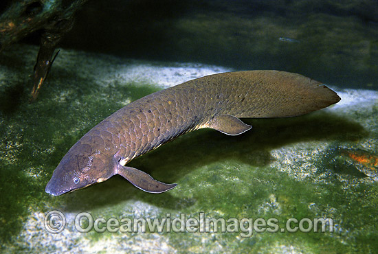 devonian lungfish