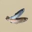 Fish resource
