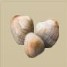 Clam