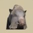 Wild boar
