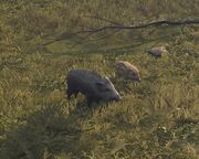 Adult and young boars
