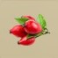 Rose hip