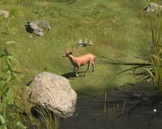 Young deer