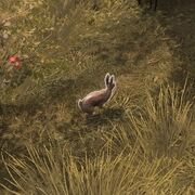 Wild hare