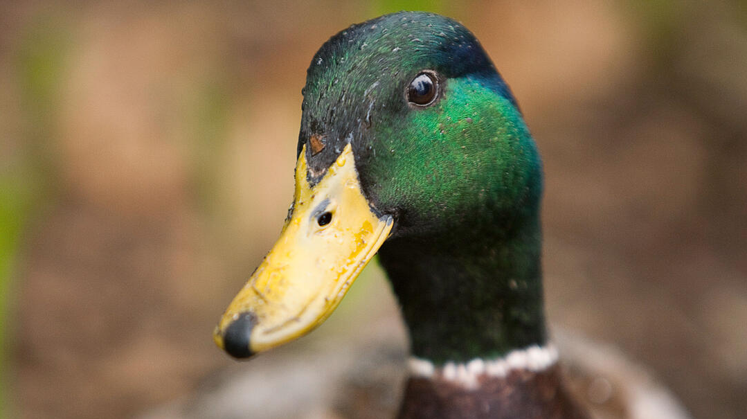 Mallard/Duck | AndyC Wiki | Fandom