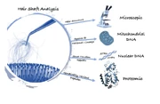 An image of a diagram that sets out to describe the process of DNA Analysis