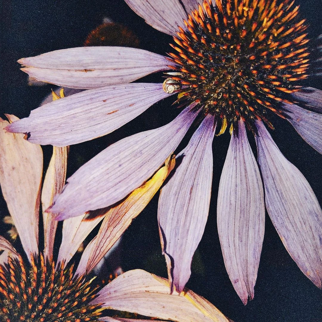 Dust Ängie Wiki Fandom