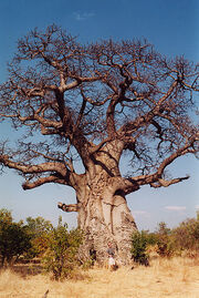 Baobob tree