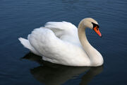 Dumbswan