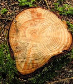 Tree Rings