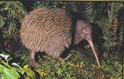 Kiwibird