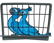 BLuJewelCage.jpg (16 КБ) Клітка з Голубчиком і Перлинкою