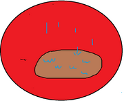 Suchs.png