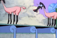 The sheep don't mind that they're getting sheared