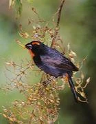 140px-Бомб.jpg (6 КБ) Антильский снегирь в реальной жизни