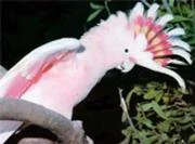 180px-Images (6).jpg (6 КБ) Розовый какаду в реальной жизни