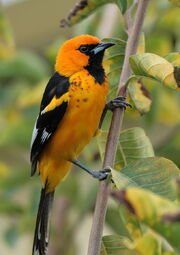 Spot-breasted-oriole