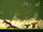 Bonus Levels Classic 4