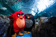 Angry-Birds-at-SEA-LIFE-2-small-scaled.jpg (519 KB)