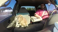 AB Shirt in Capybara video.jpg (111 KB)