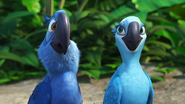 Blu (left) and Jewel, as they appear in the Rio film.