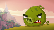 Corporal Pig without his helmet, as seen in the Angry Birds Toons episode "Not without my helmet"