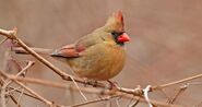 Ruby's Species: Northern Cardinal (Female) (Cardinalis Cardinalis)