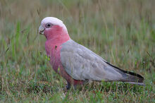 Galah.