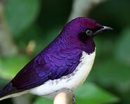 Gale's Species, Violet-Backed Starling