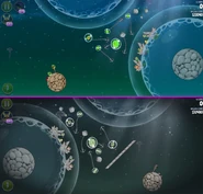 Some mirror levels (like M6-10) added walls, thus requiring different routes for the birds.