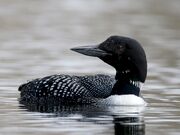 Loon