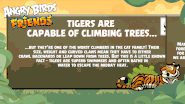Some facts about Tigers.