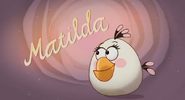Matilda bird