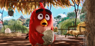 Angrybirdsmovie22