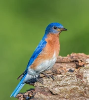 EasternBluebird