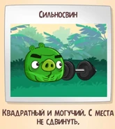 Сильносвин-1.jpg (144 КБ) Фотография