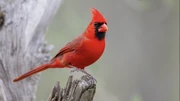 Un cardenal en el que está basado.