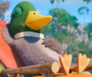 자고 있는 청둥오리