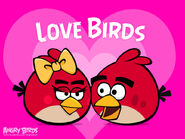 Lovebird2