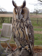 Dahlia's species: Long-Eared owl