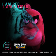 I am Red,I am a tiger