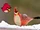 Angry Birds In Real Life: Gallery (ComboLuigi2000)