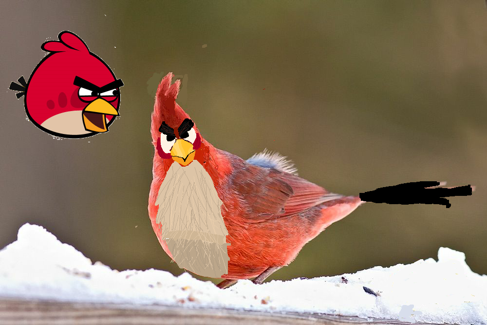 real life angry birds