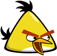 Yellow squack