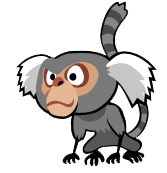 2 - macaco sagui 