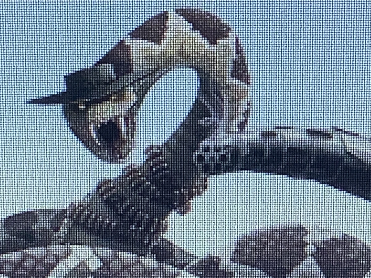 Rattlesnake Jake AnimaeRockz Wiki Fandom