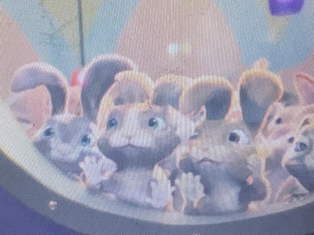 Rabbits (Hop) AnimaeRockz Wiki Fandom