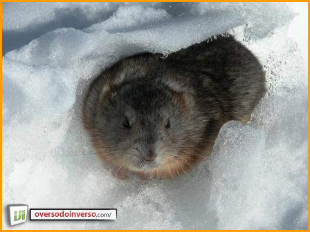 O Que é LEMMING em Português